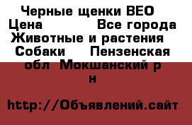 Черные щенки ВЕО › Цена ­ 5 000 - Все города Животные и растения » Собаки   . Пензенская обл.,Мокшанский р-н